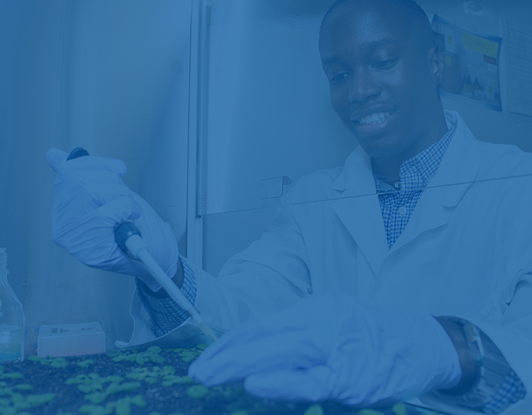 在白色实验室外套中的男性CALS学生将治疗移到小植物上 