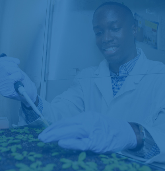穿着白色实验室外套的男性CALS学生使用移液器在实验室中对小植物进行处理。 