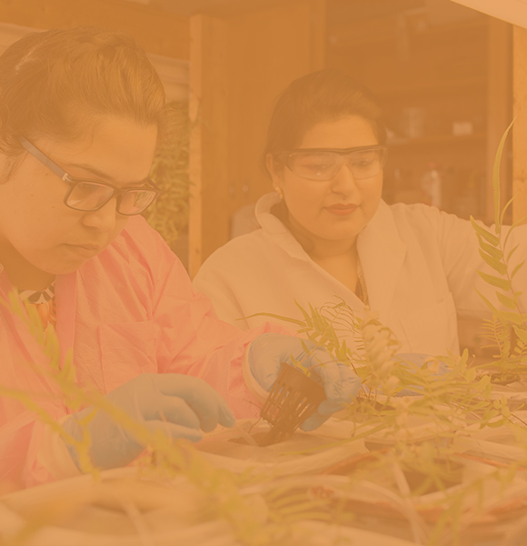 实验室外套的两个女性CAL学生仔细检查实验室中的植物样品。 