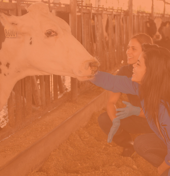 跪下并抚摸奶牛的两个女性CALS学生。 
