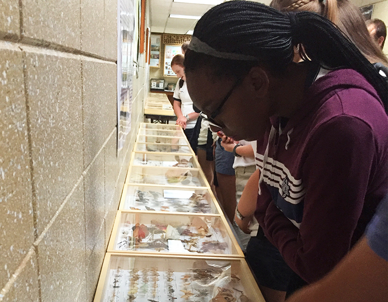潜在的Cals学生在博物馆观察一个蝴蝶展示柜，在她身后看到更多的学生。 